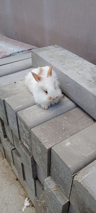 Iepurași Cap de leu