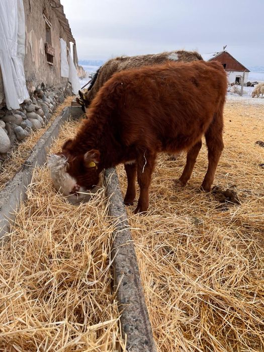 Продам телок прошлогодних