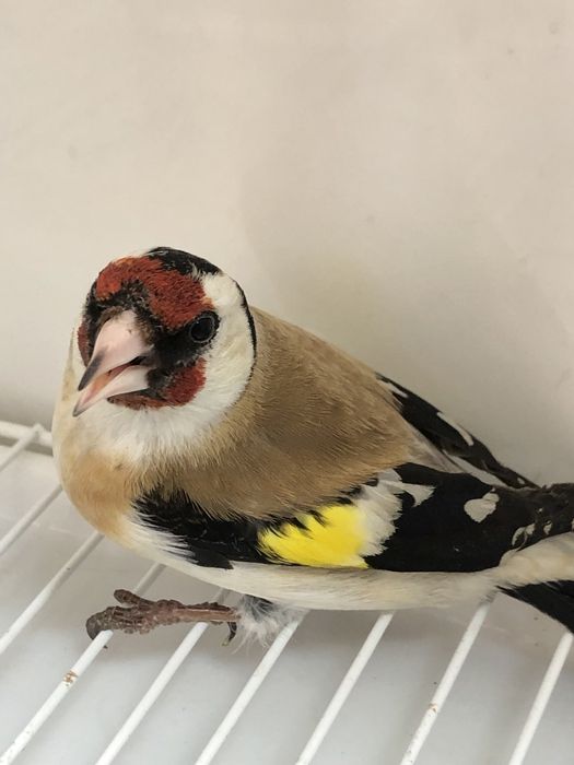 Щегол зимник черноголовый самец