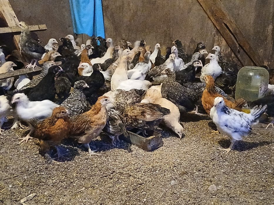 Цыплята брама и другие