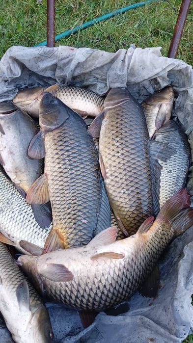 Puiet crap vara a 1 a 10 000 bucăți