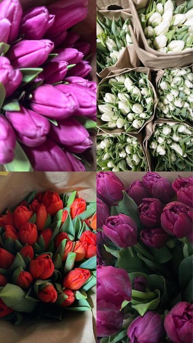 Тюльпаны оптом с теплицы