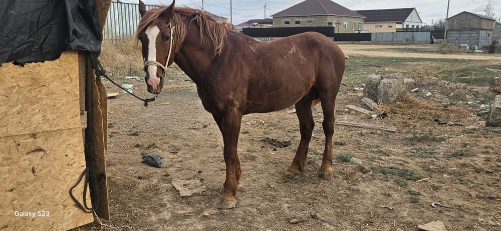 Айғыр. Жеребец. Жылқы