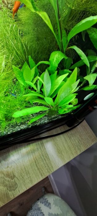 Продам аквариумные растения
