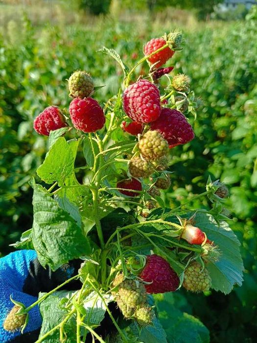 Butasi de: zmeura neagra ,zmeura galbena,zmeura rosie si mur fara spin