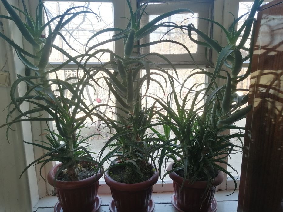 Алоэ кучатлари сотилади 25000