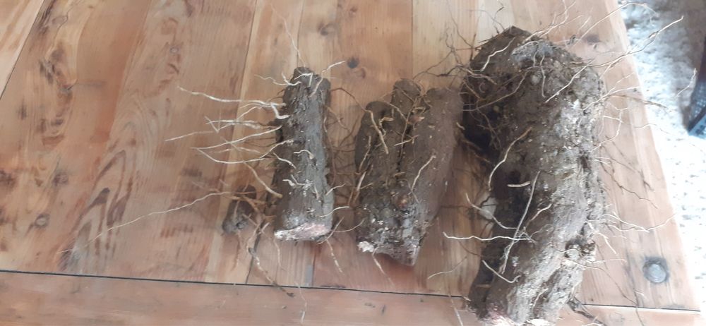 Untul pamantului radacina