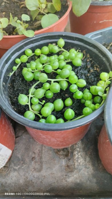 Крестовник Роули