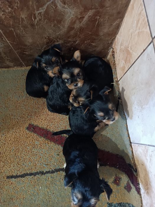 Caută căsuța doi băieți și o fetiță