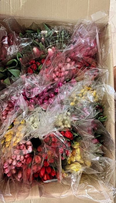 ТЮЛЬПАНЫ!!! Предзаказ открыт до 6 марта