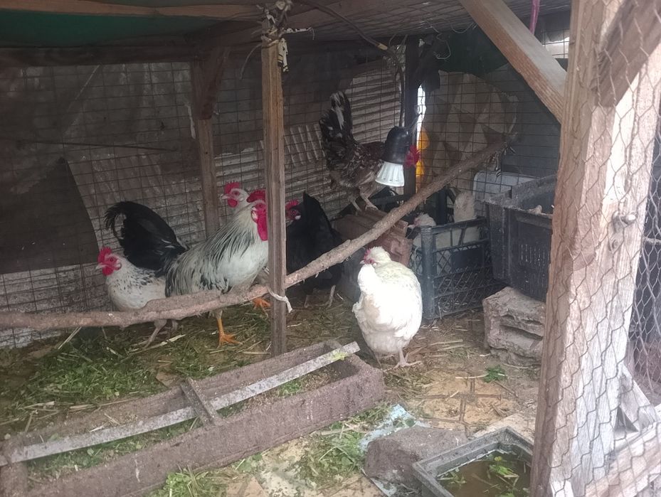 Декоративни кокошки