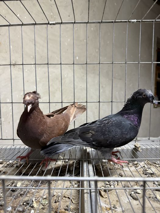 Голуби бакинцы двухчубые