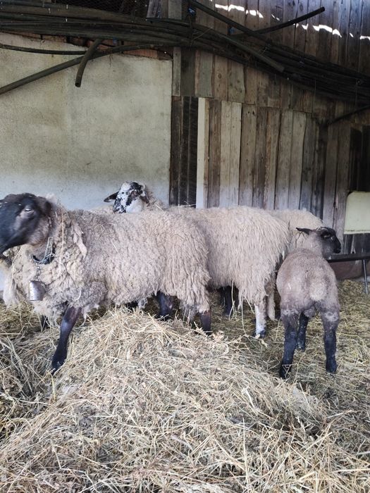 Oi de vânzare ,zona Cluj