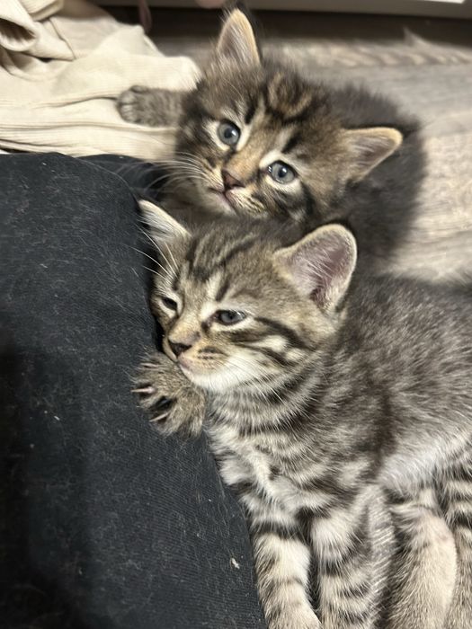 продам котят плродистых