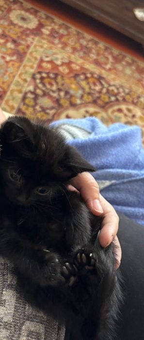 Отдам котят бесплатно мальчик и девочка