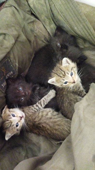 Отдам котят срочно