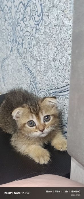 продается котята
