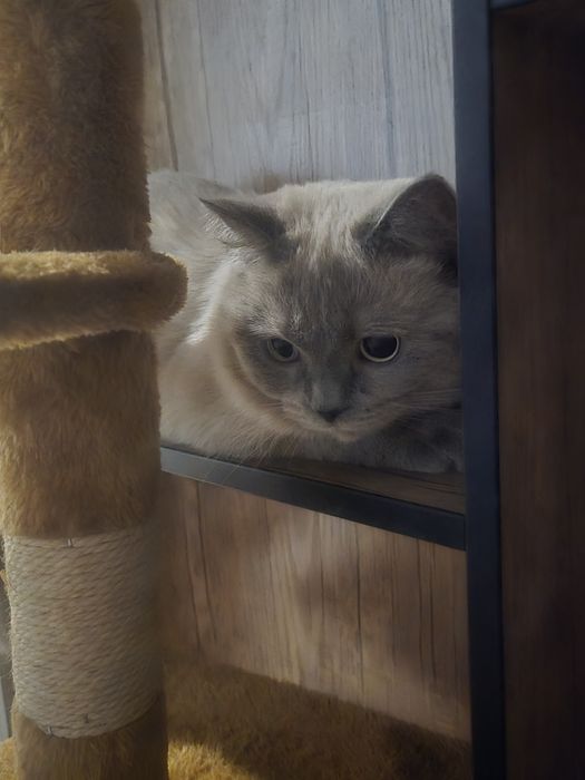 Zoddor mushuk sotiladi