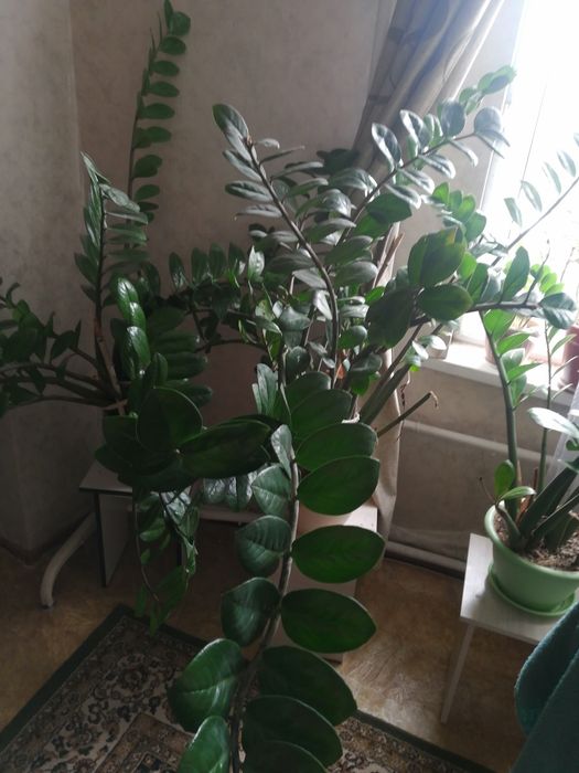 Продам замиокулькас