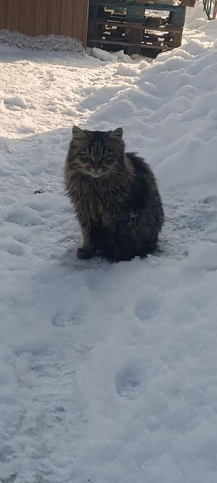 Красивый кот мальчишка