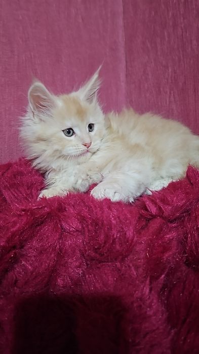 Крупные котята мейнкуны