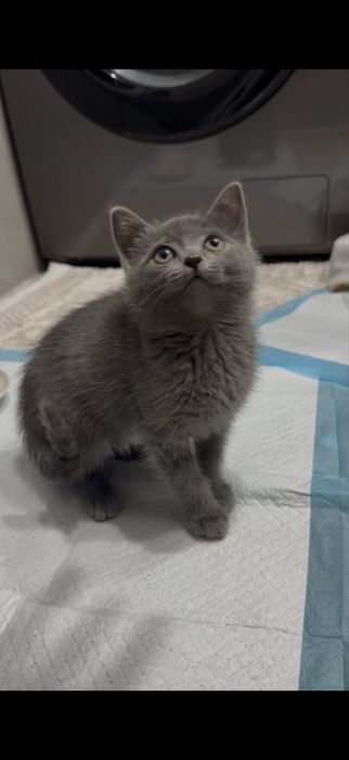 Кошка бесплатно