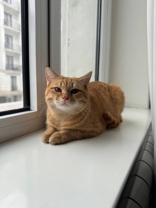 Пристраиваю кошек в добрые руки