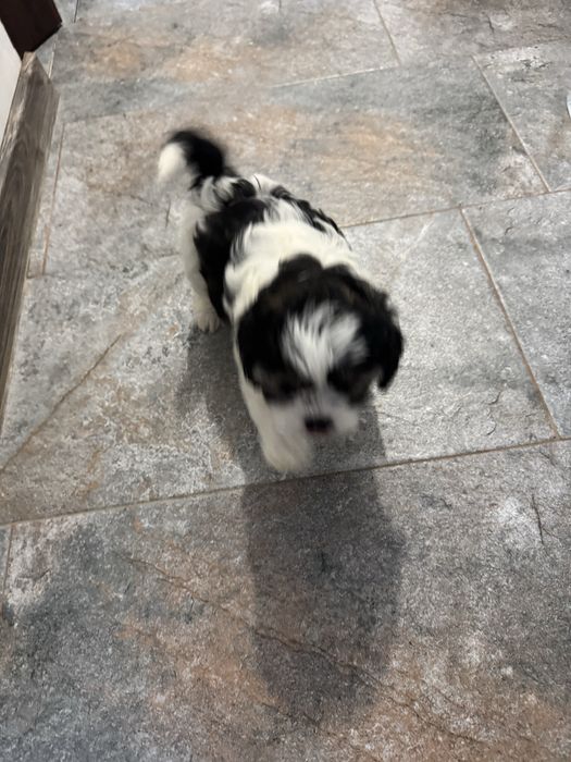 Ofer spre adoptie   pui Schitzu 9 saptamani!