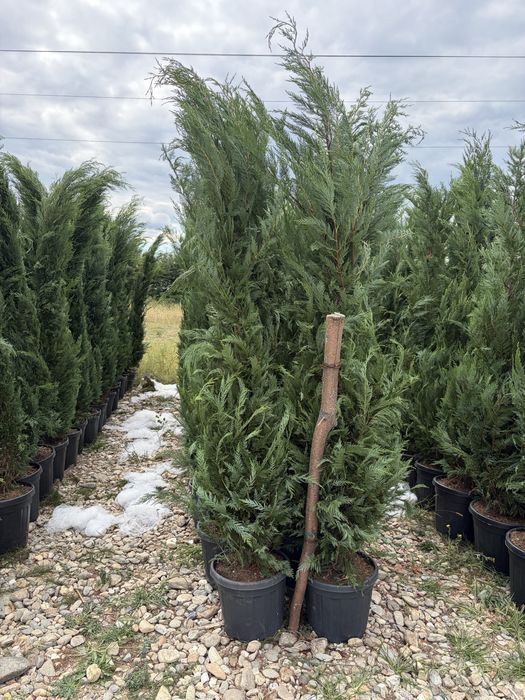 Leylandy chiparosi pentru garduri vii venim întanpinarea clietilor cu o gama larga de plante si copaci decorativi