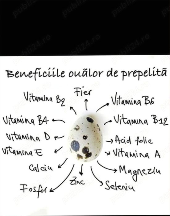 Comercializez ouă de prepelite