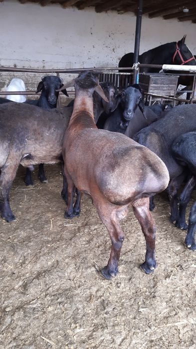 Qassob  Кассоб Qassobchilik xizmati  Halol Service!!!