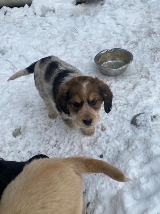 Отдам в добрые руки щенят