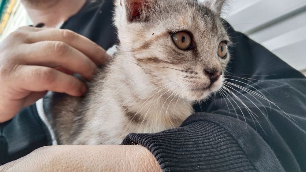 Отдам котенка, девочку