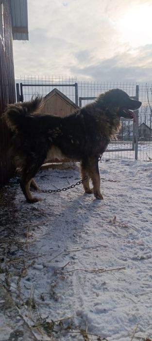 Dau câine caucazian la schimb pe capre și oi