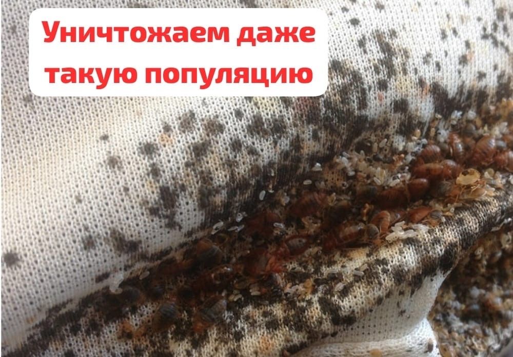 Дезинфекция от клопов, тараканов  и других насекомых