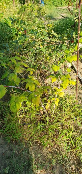 Продам кусты ежемалины