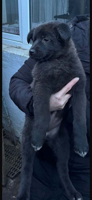 Отдам щенка, Күшік беріледі тегiн