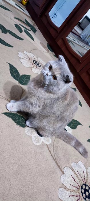 Сотилади Скоттиш фолд