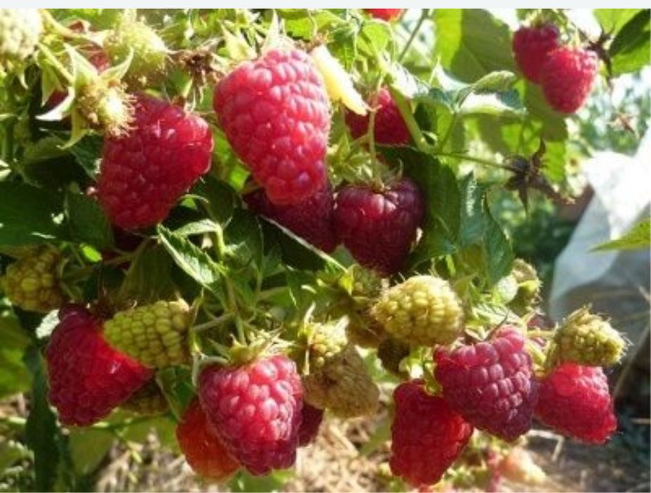 Малина саженцы, кошет малина