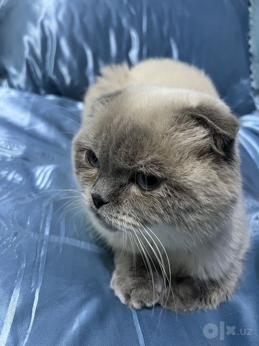 кошка шотландская вислоухая