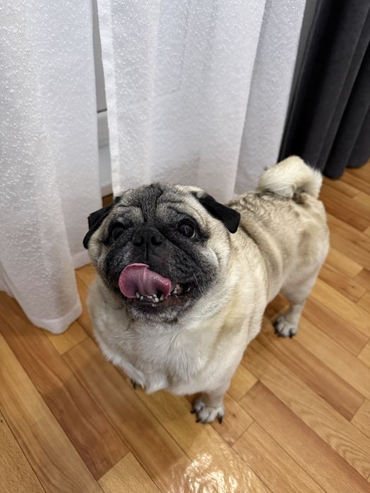 Ищем невесту для мопса