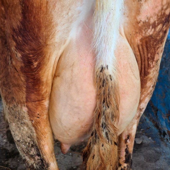 Vând vaca baltata romaneasca 4 ani fffff bună de lapte