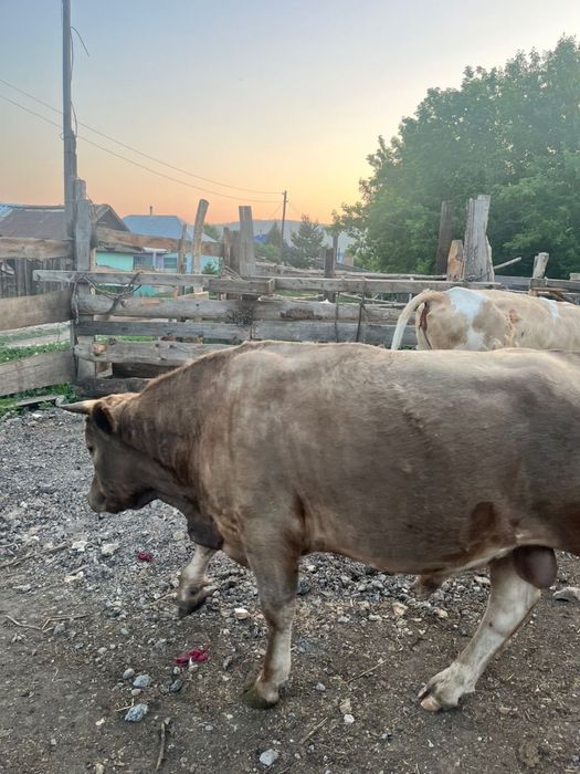 Продам, крупного быка