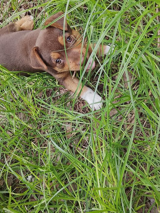 Отдам в добрые руки