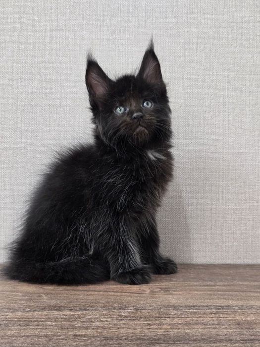 Продаю Мейн Кун девочка