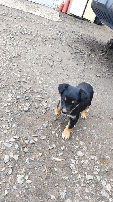 отдам щенков в добрые руки