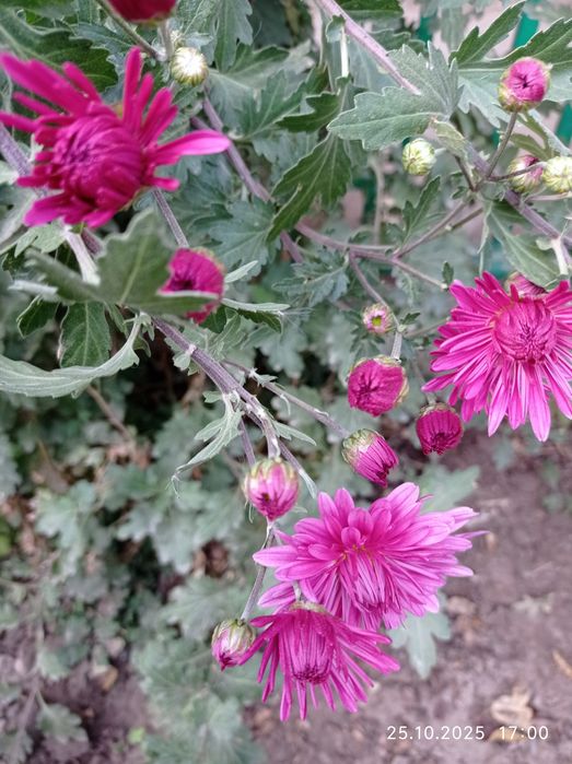 Рассада хризантем