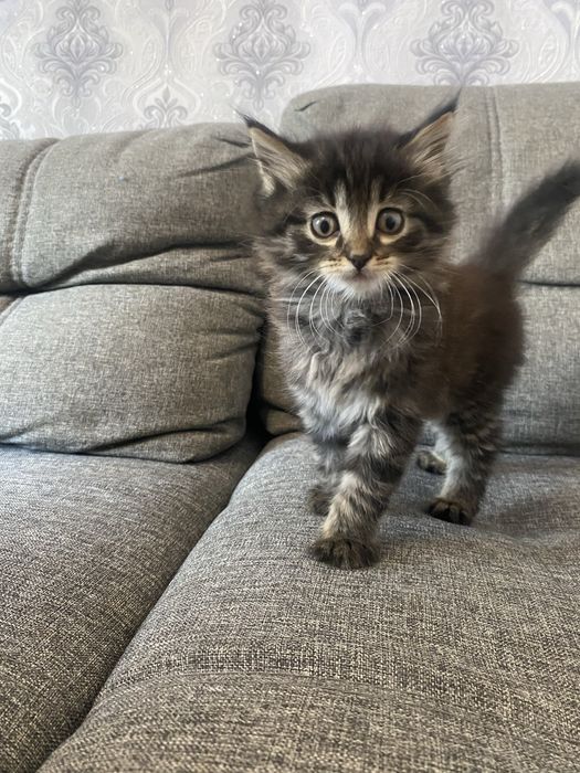 Котята помесь с мейн куном
