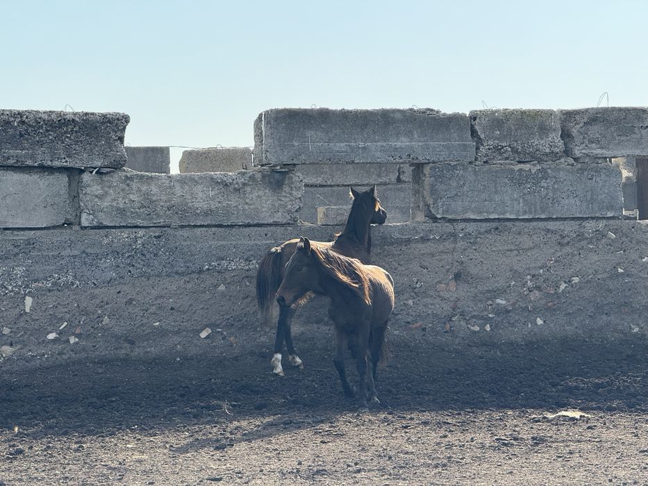 Продам кобыл с жеребятами