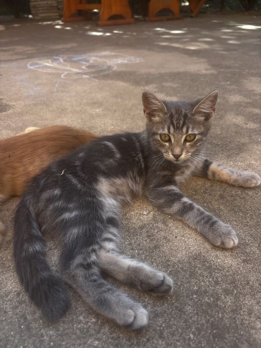 Безплатно коте на 4 месеца